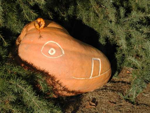 Hippo, Nipomo Pumpkin Patch best carving idea